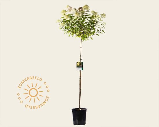 Hydrangea paniculata 'Limelight' - 110 cm stam