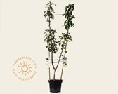 Pyrus communis DUO 'Conference' & 'Williams'