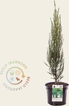 Juniperus scopulorum 'Blue Arrow' 040/50