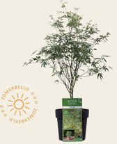 Acer palmatum 'Butterfly'