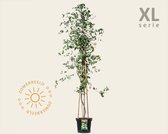 Lonicera periclymenum 'Belgica' - XL