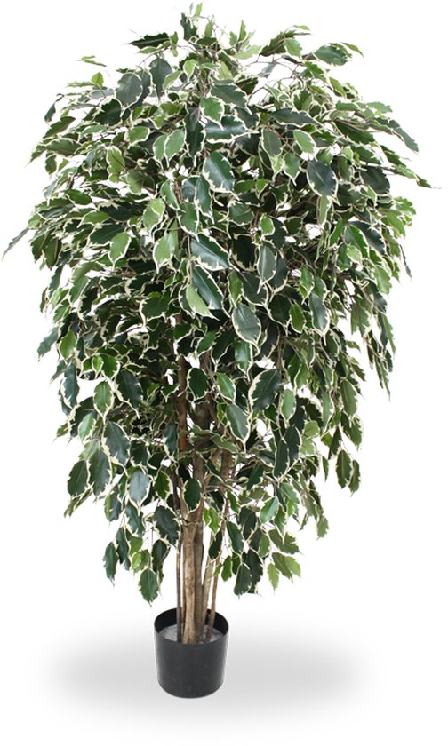 Ficus Exotica Deluxe 150cm bont