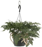 We Love Plants - Humata Tyermannii Hang - 20 cm hoog - Hangplant