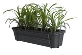 FloriaFor - Leliegras In ELHO ® Green Basics Balkonbak (Living Black) Met Metalen Balkonrek - - ↨ 30cm - ⌀ 60cm