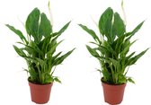 ZynesFlora - Spathiphyllum - 2 Stuks - Ø 12 cm - Hoogte: 35 - 40 cm - Luchtzuiverend - Lepelplant - Kamerplant