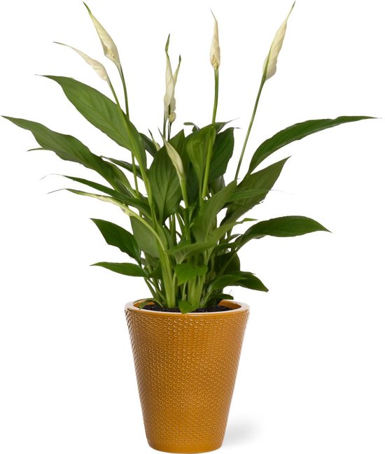 Spathiphyllum kamerplant in sierpot Elma - Goud - Luchtzuiverende Lepelplant - 35-50cm - Ø13 - Met keramieken bloempot - vers uit de kwekerij