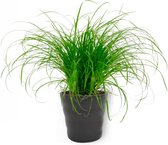 Kamerplant Cyperus Zumula – Kattengras - ± 20cm hoog – 12 cm diameter - in zwarte pot