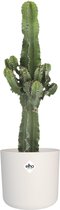 FloriaFor - Chlorophytum Comosum ‘Variegatum’ - - ↨ 25cm - ⌀ 12cm