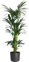 FloriaFor - XL Kentia Palm In ELHO B.for Pot (antraciet) - - ↨ 160cm - ⌀ 25cm