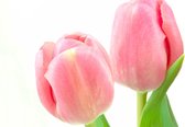 Dibond - Bloemen - Bloem - tulp / tulpen in wit / roze / groen - 50 x 75 cm.