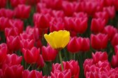 Dibond - Bloemen - Bloem - tulp / tulpen in rood / geel / zwart - 50 x 75 cm.