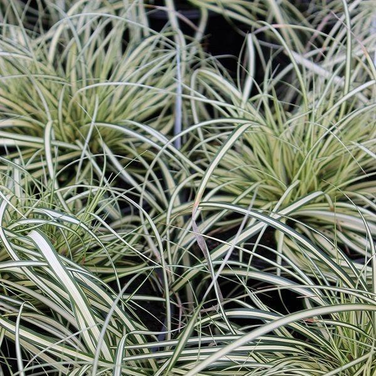6x Carex oshimensis 'Evergold' - Zegge - Pot 9x9 cm