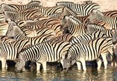 Tuinposter - Dieren - Zebra / wildlife - Wit / zwart  -  60 x 90 cm
