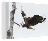 Bald eagle land on branch 30x20 cm - small - Tirage photo sur toile (Décoration murale salon / chambre)