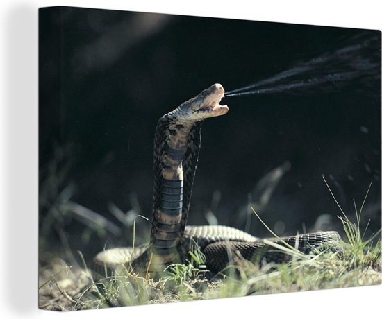 Un poison jaillissant Cobra toile 140x90 cm - impression photo sur toile  peinture... | bol.com