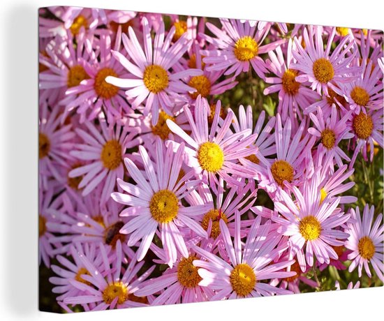 Aster bloemen in een tuin Canvas 120x80 cm - Foto print op Canvas schilderij (Wanddecoratie woonkamer / slaapkamer)