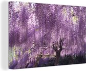 Blooming Wisteria 120x80 cm - Tirage photo sur toile (Décoration murale salon / chambre) / Peintures Fleurs sur toile