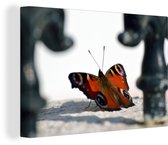 Papillon paon jour au sol 30x20 cm - petit - Tirage photo sur toile (Décoration murale salon / chambre)
