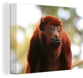 Gros plan d'un singe hurleur rouge 40x30 cm - petit - Tirage photo sur toile (Décoration murale salon / chambre) / animaux sauvages Peintures sur toile