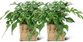 We Love Plants - Philodendron Imperial Green + Plantbag Jade - 65 cm hoog - Schaduwplant