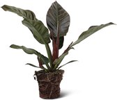 We Love Plants - Philodendron Imperial Red - 60 cm hoog - Schaduwplant