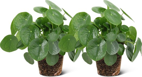 We Love Plants - Pilea Peperomioides - 2 stuks - 25 cm hoog - Pannenkoek Plant