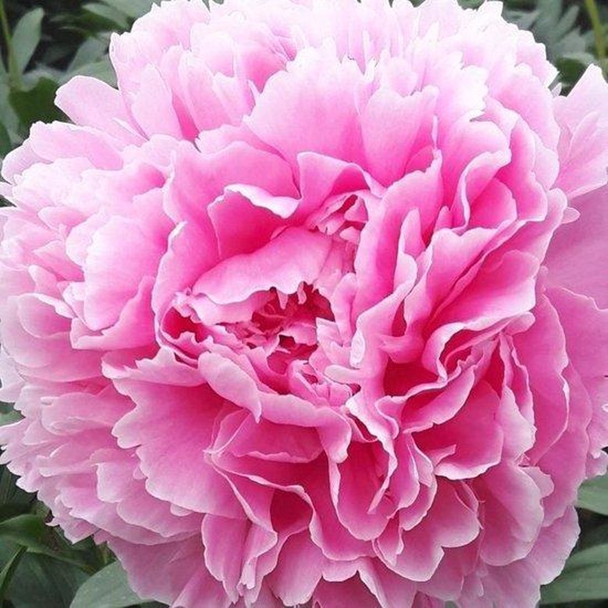 Pioenroos Sarah Bernhardt 3/5 | 1 stuk | Paeonia | Pioenroos