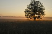 Tuinposter - Landschap / Boom - Bos  - 160 x 240 cm.