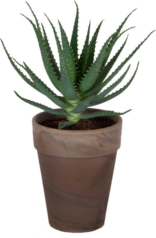 gewoon skelet Rechtzetten Aloe Vera plant in mooie pot | De genezende plant | Wondmiddel en te  gebruiken als... | bol.com