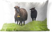 Buitenkussens - Tuin - Een stel harige, bruine schapen - 60x40 cm