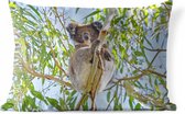 Buitenkussens - Tuin - Een koala in een boom voor een blauwe lucht - 50x30 cm
