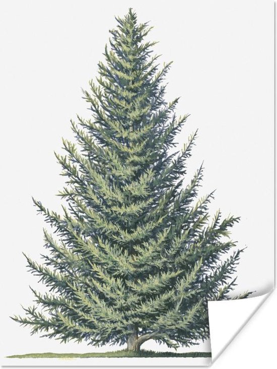 Une illustration d'un grand poster sapin 60x80 cm - Tirage photo sur ...