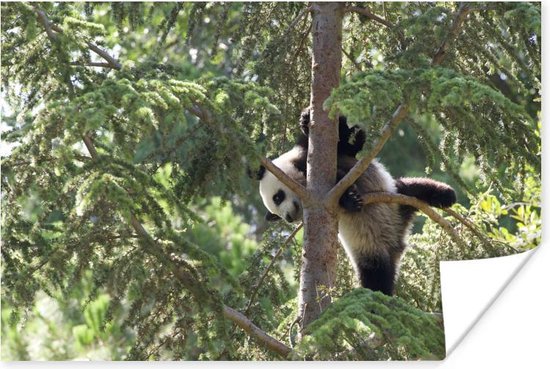 Jonge panda boven in een boom 60x40 cm - Foto print op Poster (wanddecoratie woonkamer / slaapkamer)