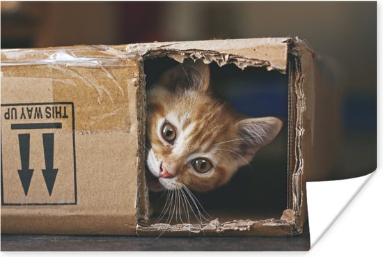 Chaton assis dans une boîte en carton 120x80 cm