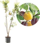 Prunus domestica Duo-Pruim | 2 soorten op 1 stam | laagstam