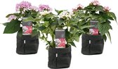 FloriaFor - Trio Decorum Starcluster In In Sizo Bag (zwart) - - ↨ 35cm - ⌀ 15cm