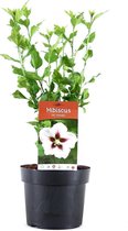 Hibiscus Syriacus - lichtroze bloemen - potmaat Ø19cm - H40cm