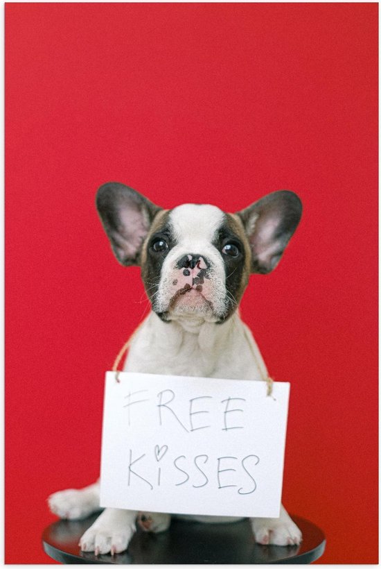 Poster – Bulldog op Rode Achtergrond met ''Free Kisses'' Bord - 80x120cm Foto op Posterpapier