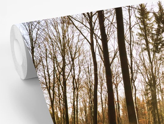 Papier peint photo en vinyle - Le soleil d'automne brille à travers les arbres au coucher du soleil largeur 360 cm x hauteur 240 cm - Tirage photo sur papier peint (disponible en 7 tailles)
