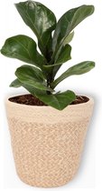 Kamerplant Ficus Bambino – Vioolplant - ± 30cm hoog – 12 cm diameter - in beige mand