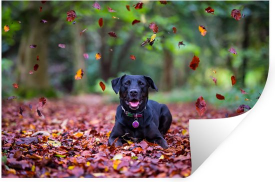 Muurstickers - Sticker Folie - Zwarte Labrador Retriever die tussen mooie herfstbladeren ligt - 120x80 cm - Plakfolie - Muurstickers Kinderkamer - Zelfklevend Behang - Zelfklevend behangpapier - Stickerfolie