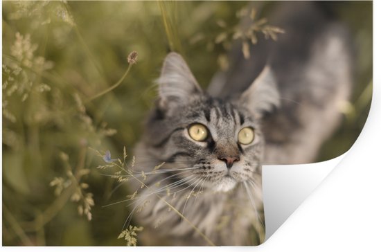 Muurstickers - Sticker Folie - Een Maine Coon kat tussen het hoge gras - 90x60 cm - Plakfolie - Muurstickers Kinderkamer - Zelfklevend Behang - Zelfklevend behangpapier - Stickerfolie