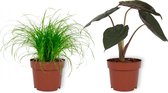 Set van 2 Kamerplanten - Cyperus Zumula & Alocasia Wentii- ±  30cm hoog - 12cm diameter