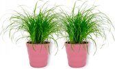 2x Diervriendelijke kamerplant -Cyperus Zumua - Kattengras 20cm hoog - in roze pot
