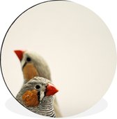 Une paire de pinsons zèbres sur fond blanc Cercle mural aluminium ⌀ 60 cm - Tirage photo sur cercle mural / cercle vivant / cercle de jardin (décoration murale)