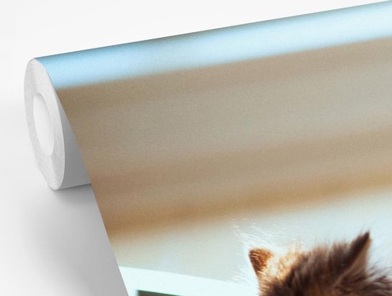 Papier peint photo peint photo vinyle - Chaton jouant avec un piano largeur 390 cm x hauteur 260 cm - Tirage photo sur papier peint (disponible en 7 tailles)