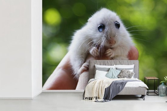 Papier peint - Papier peint Papier peint photo - Hamster aux grands yeux se tenant bien - Largeur 385 cm x hauteur 280 cm