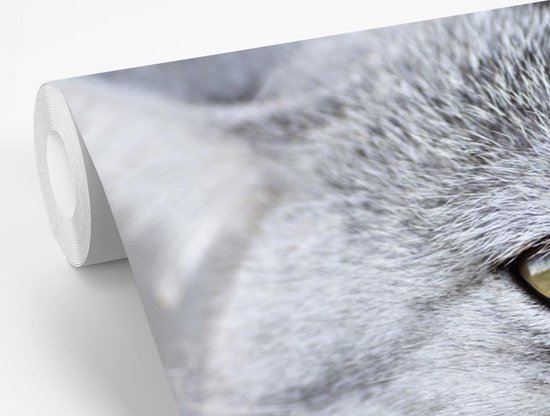 Papier Peint - Papier Papier peint photo Animaux - Chat - Grijs - Largeur 330 cm x Hauteur 220 cm
