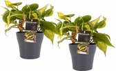 Decorum Duo Philodendron Brazil met potten Anna Grey – ↨ 15cm – ⌀ 12cm