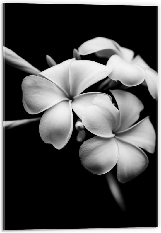 Acrylglas - Donkere Achtergrond bij Witte Bloemen - 40x60cm Foto op Acrylglas (Wanddecoratie op Acrylglas)